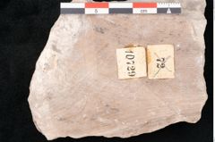 Foto (Detailansicht) von Cyclopteris sp.  (NHMW-GEO-2024-0188-10729)